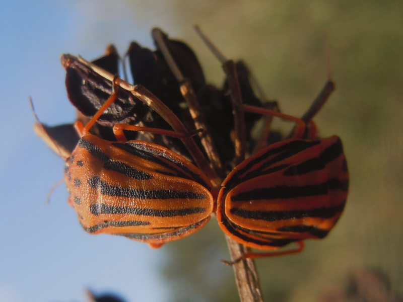 Pentatomidae: Graphosoma semipunctatum di Sardegna - Gallura